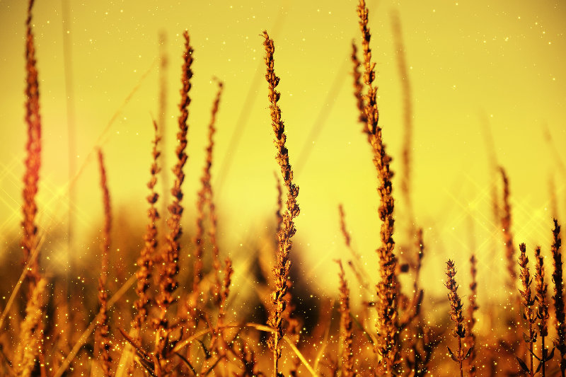 gold 4K wallpaper by Security
