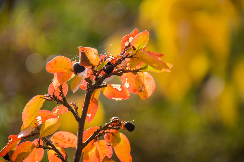 leaves 4K wallpaper by Susanne Nilsson