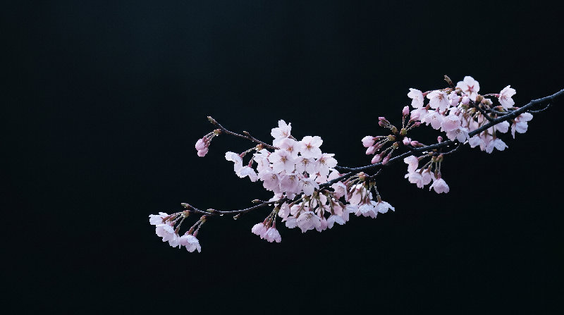 amoled 4K wallpaper by Wallpapers UHD