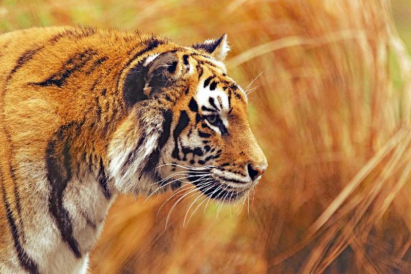 animals 4K wallpaper by Eric Kilby