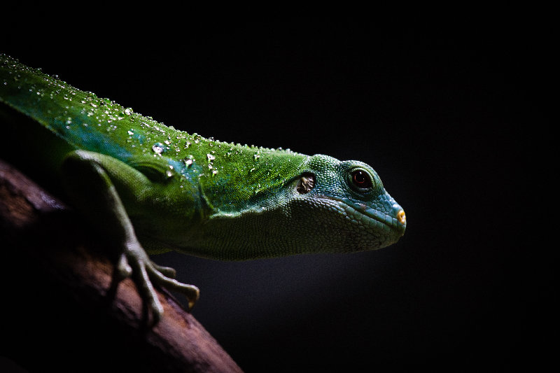 animals 4K wallpaper by paVan