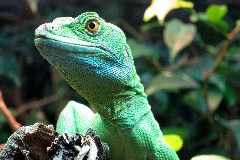 animals 4K wallpaper by Martin Fisch