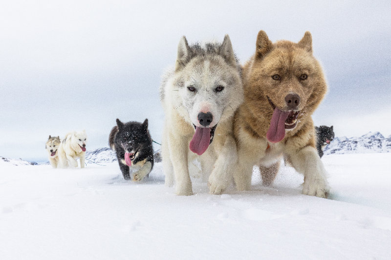 animals 4K wallpaper by Markus Trienke