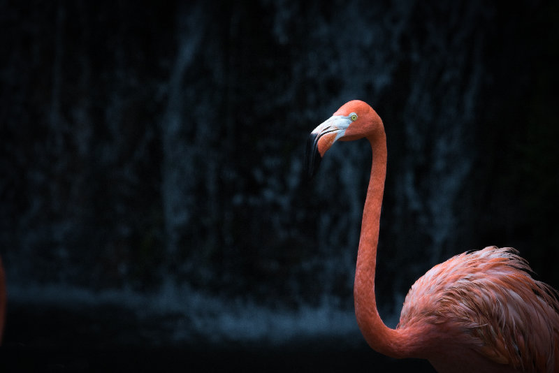 animals 4K wallpaper by paVan