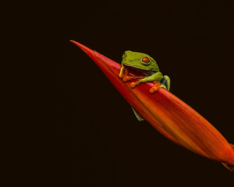 animals 4K wallpaper by Andy Morffew