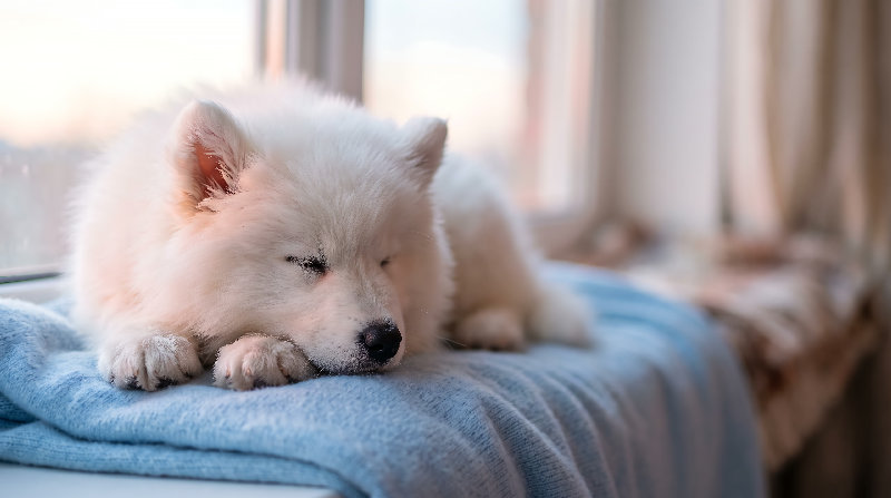 animals 4K wallpaper by Wallpapers UHD