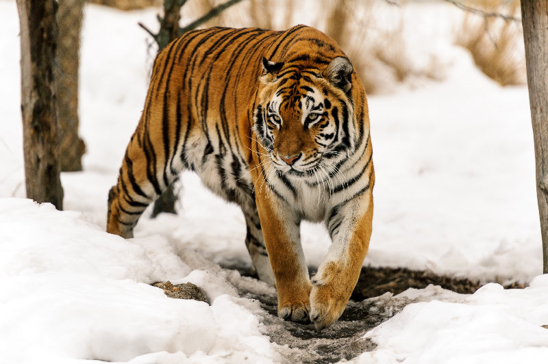 animals 4K wallpaper by Eric Kilby
