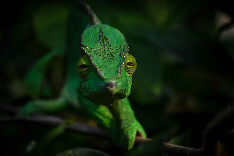 animals 4K wallpaper by Rod Waddingoton