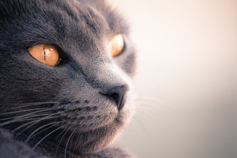 animals 4K wallpaper by Alexis