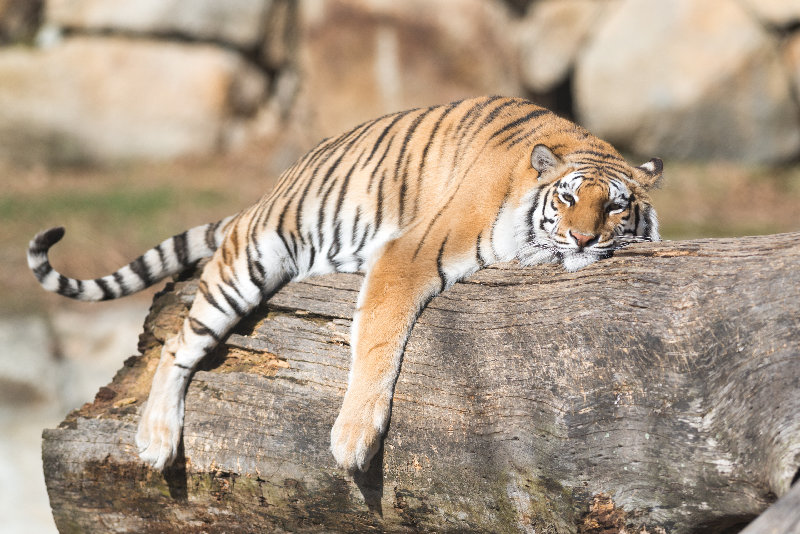 animals 4K wallpaper by Eric Kilby