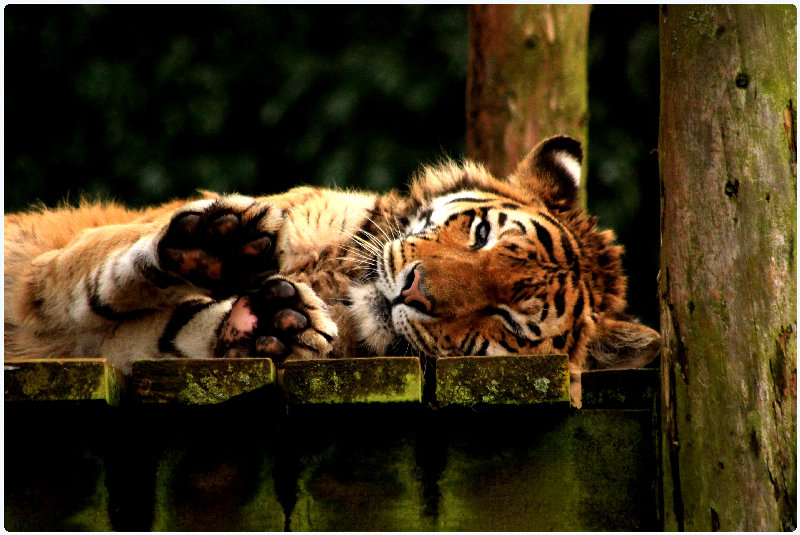 animals 4K wallpaper by Janice Watson Photography