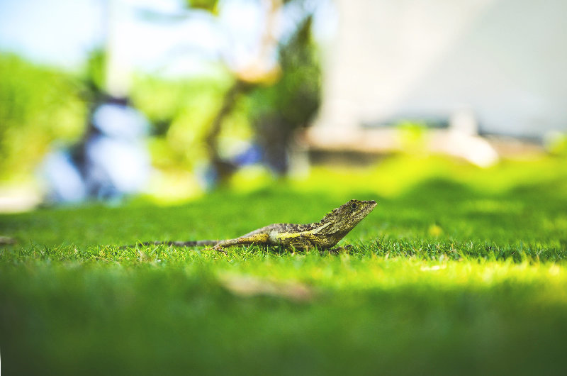 animals 4K wallpaper by Image Catalog
