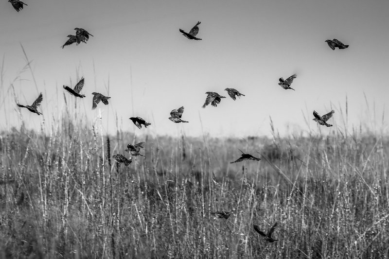 bw 4K wallpaper by mark byzewski