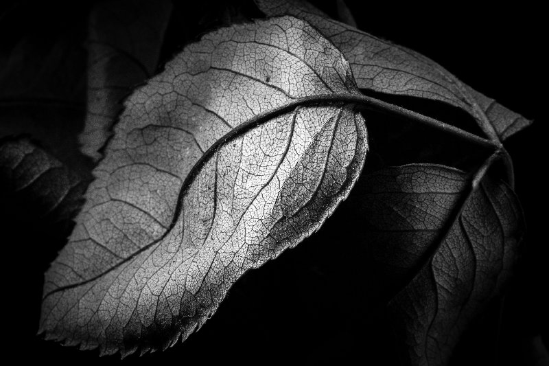 bw 4K wallpaper by Vlastimil Koutecky
