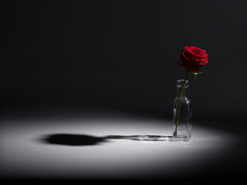 flowers 4K wallpaper by mrhayata