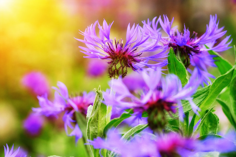 flowers 4K wallpaper by BrunO
