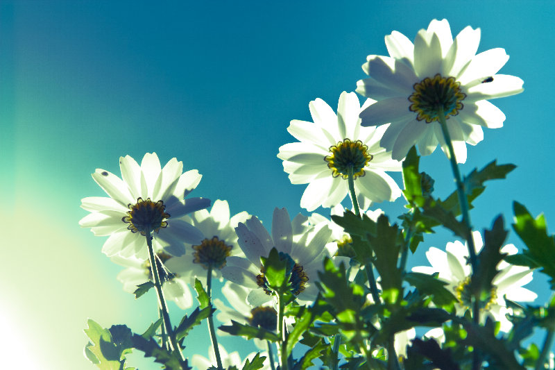 flowers 4K wallpaper by Andres Nieto Porras