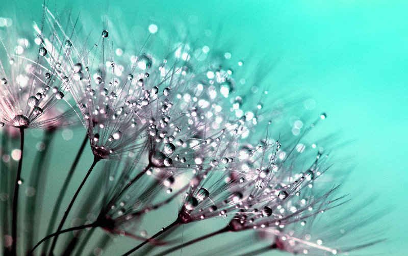 flowers 4K wallpaper by InspiredImages