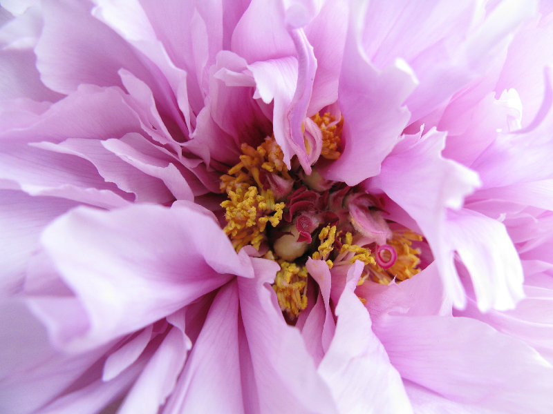 flowers 4K wallpaper by TANAKA Juuyoh