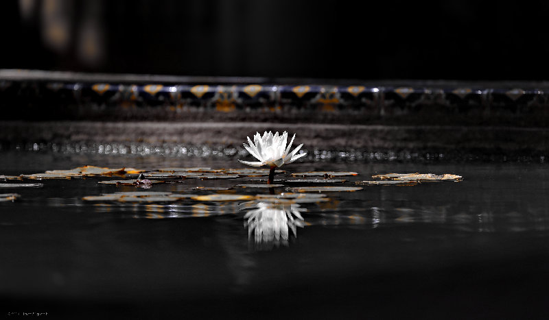 flowers 4K wallpaper by taymtaym