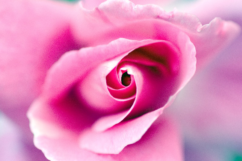 flowers 4K wallpaper by Eric Kilby