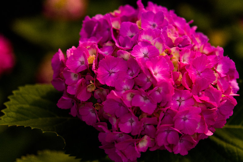 flowers 4K wallpaper by Yoshikazu