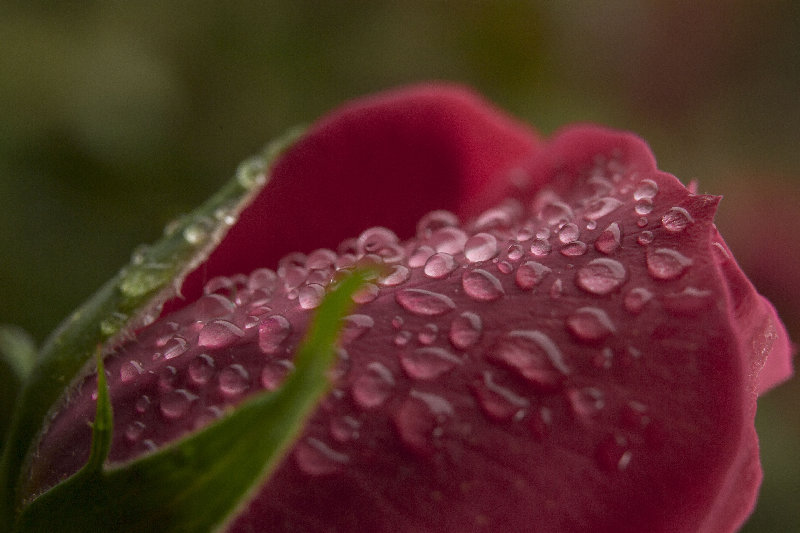 flowers 4K wallpaper by Joe Jungmann