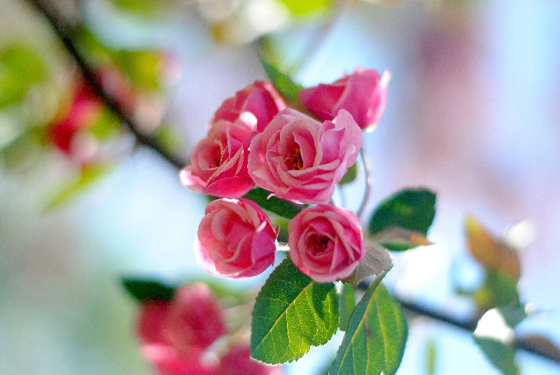 flowers 4K wallpaper by Kristina Servant