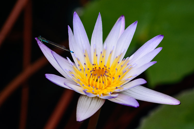 macro 4K wallpaper by Artemas Liu