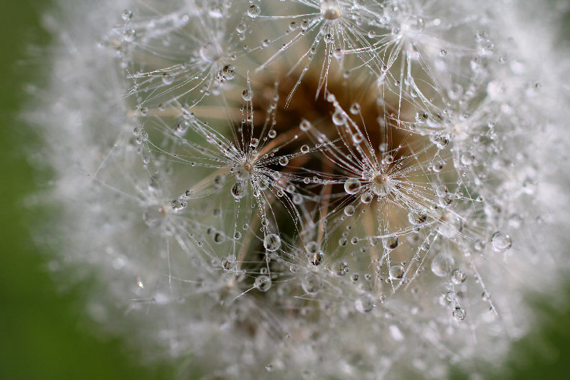 macro 4K wallpaper by LadyDragonflyC
