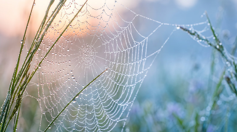 macro 4K wallpaper by Wallpapers UHD