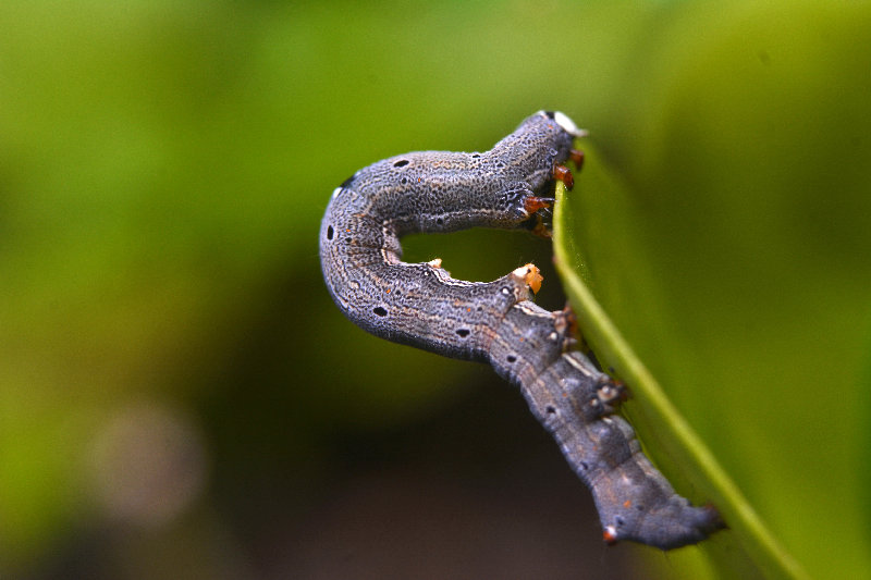 macro 4K wallpaper by Maximilian Imran Falee