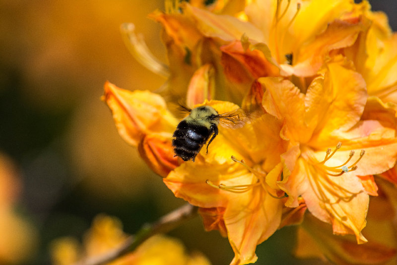 macro 4K wallpaper by James Mann