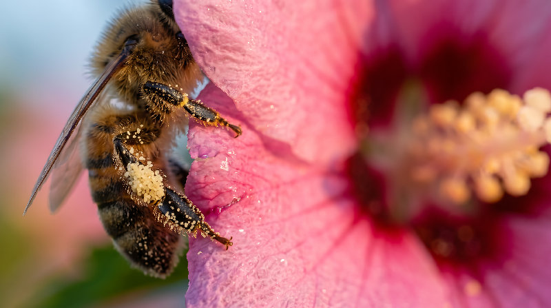 macro 4K wallpaper by Wallpapers UHD