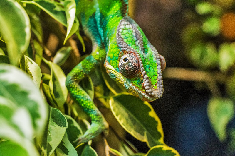 macro 4K wallpaper by Bergadder