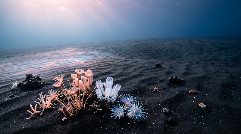 seabed 4K wallpaper by Wallpapers UHD