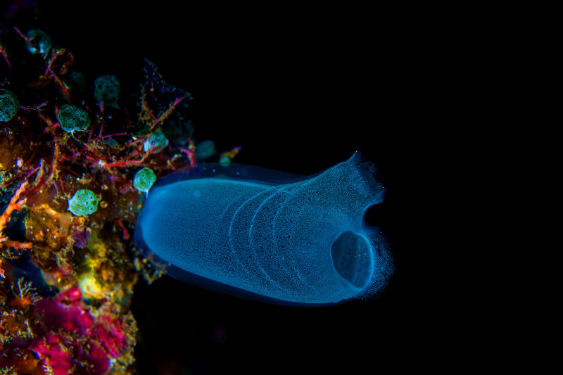 seabed 4K wallpaper by q phia