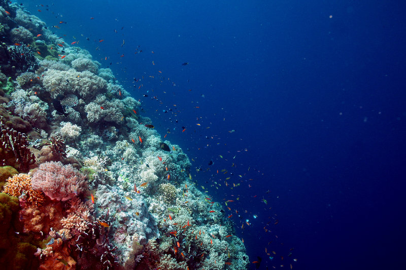 seabed 4K wallpaper by q phia