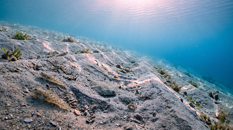 seabed 4K wallpaper by Wallpapers UHD